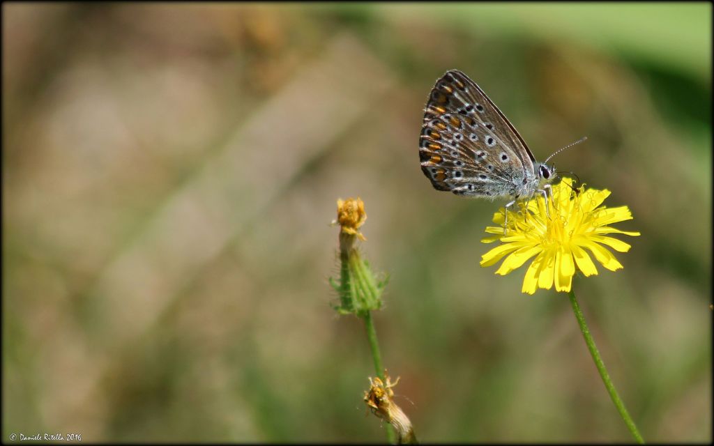 Richiesta identificazione!!! - Polyommatus sp.